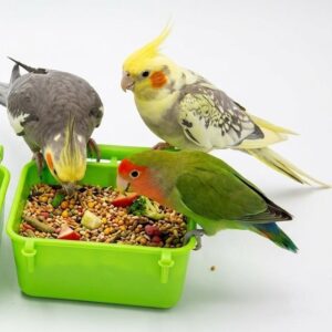 Bowl with Perch (2)